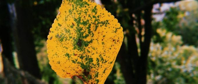 otoño primavera frustracion es parte del proceso